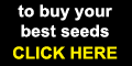 buy cannabis seed